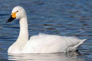Swan-clikun Swan-clikun